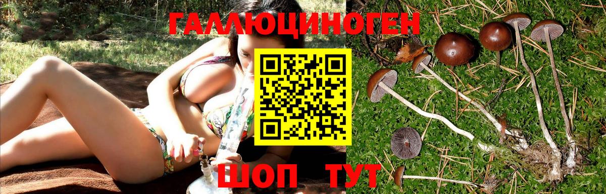 Псилоцибиновые грибы Psilocybe Кыштым